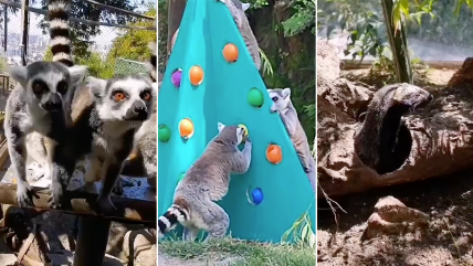   ¡Todo bien! Animales del zoológico se encuentran en buen estado tras incendio del cerro San Cristóbal 