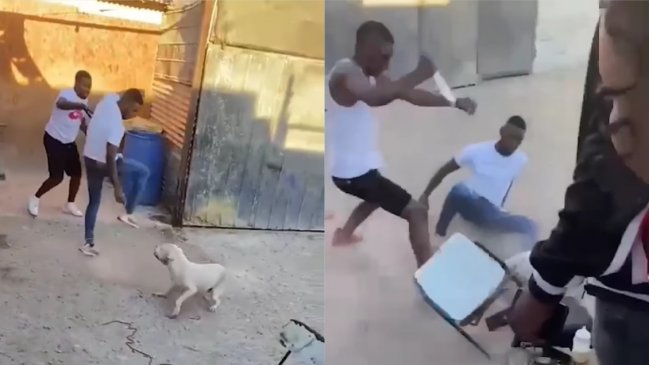 Detienen a autor de cruel caso de maltrato animal en Copiapó