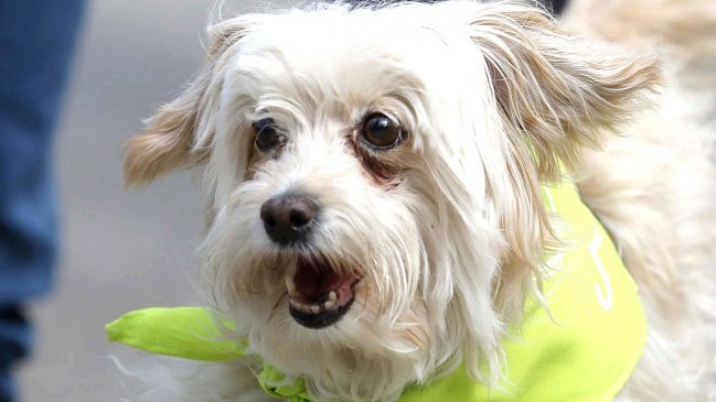 San Pedro de Atacama: Municipio pide que el Gobierno extermine a perros sin dueño