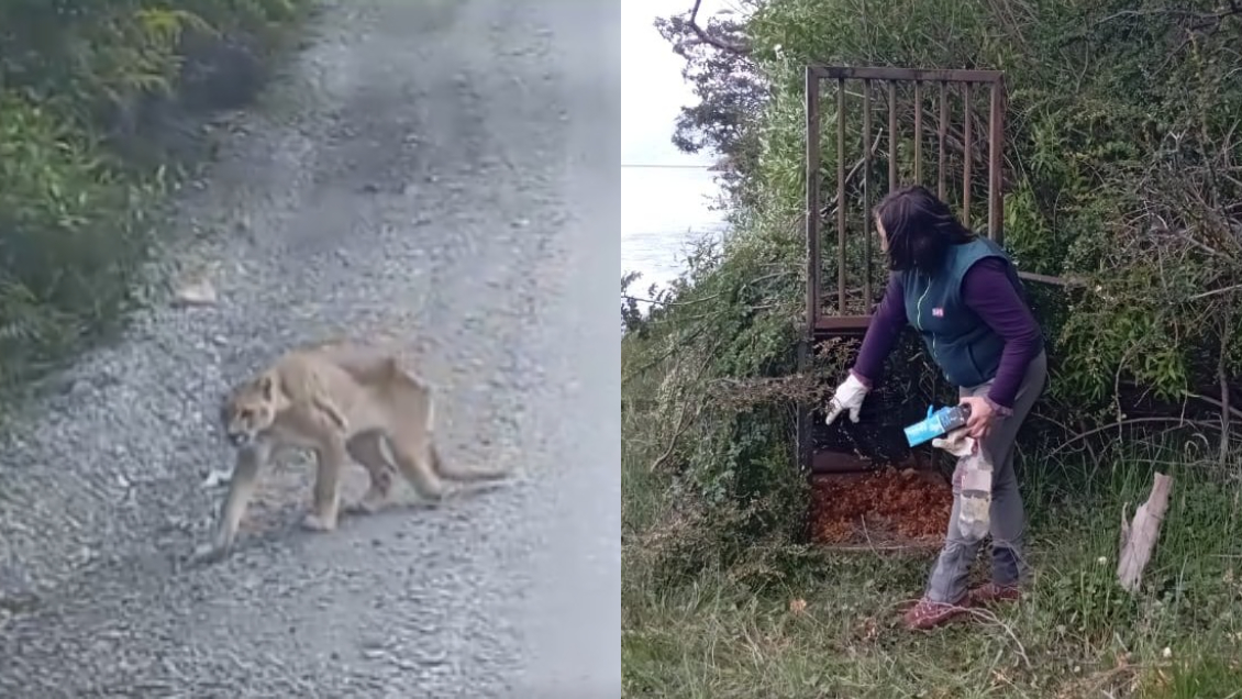 SAG instaló jaula trampa para capturar a puma desnutrido y con pierna amputada