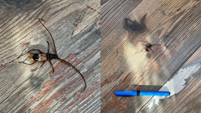 Reportan particular insecto en Providencia: ¿Qué es y cómo afecta?