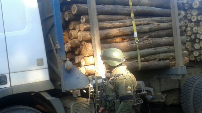 Carabineros detuvo a cuatro sujetos que robaban madera desde un fundo en Lautaro
