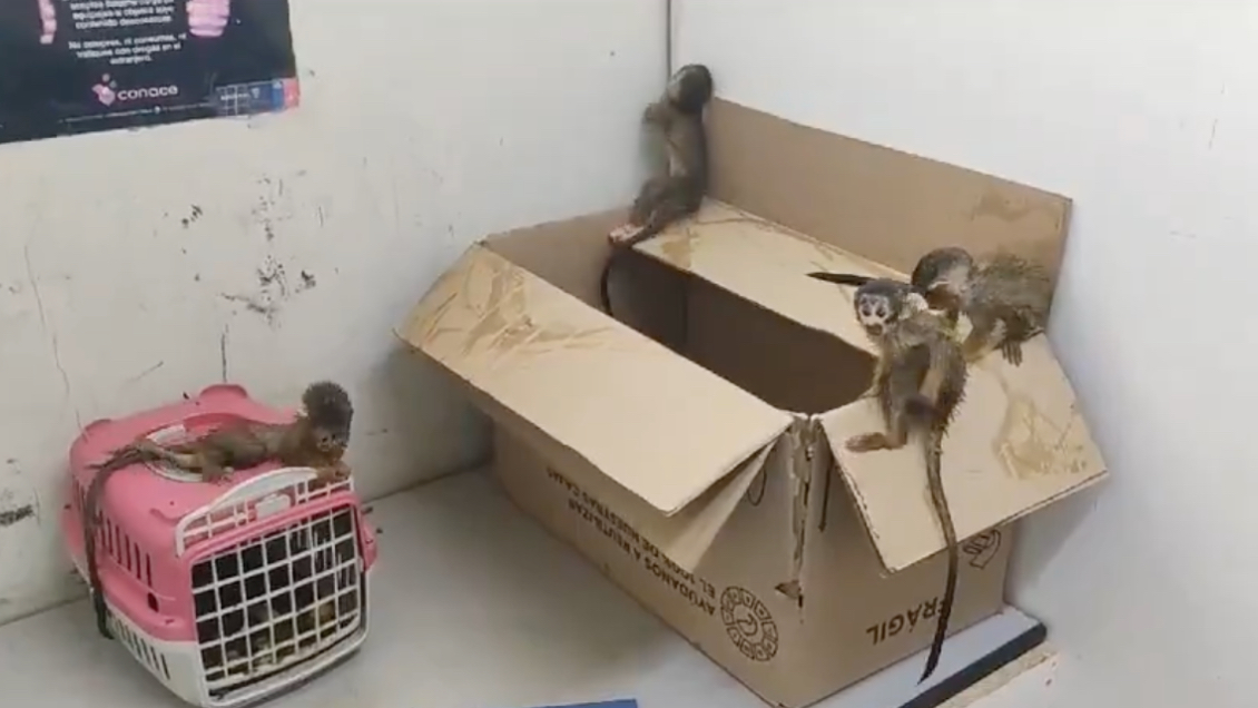 Rescatan a cinco monos ardilla que viajaban en la mochila de un inmigrante ilegal