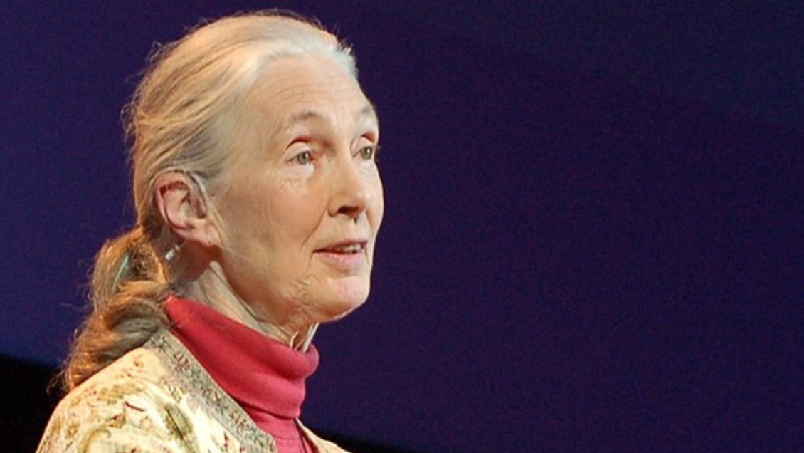 Jane Goodall: Los ecosistemas van a colapsar como un tapiz que se queda sin hilos