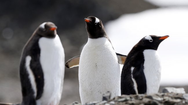  Descubren cuatro colonias de pingüinos emperador en la Antártica  