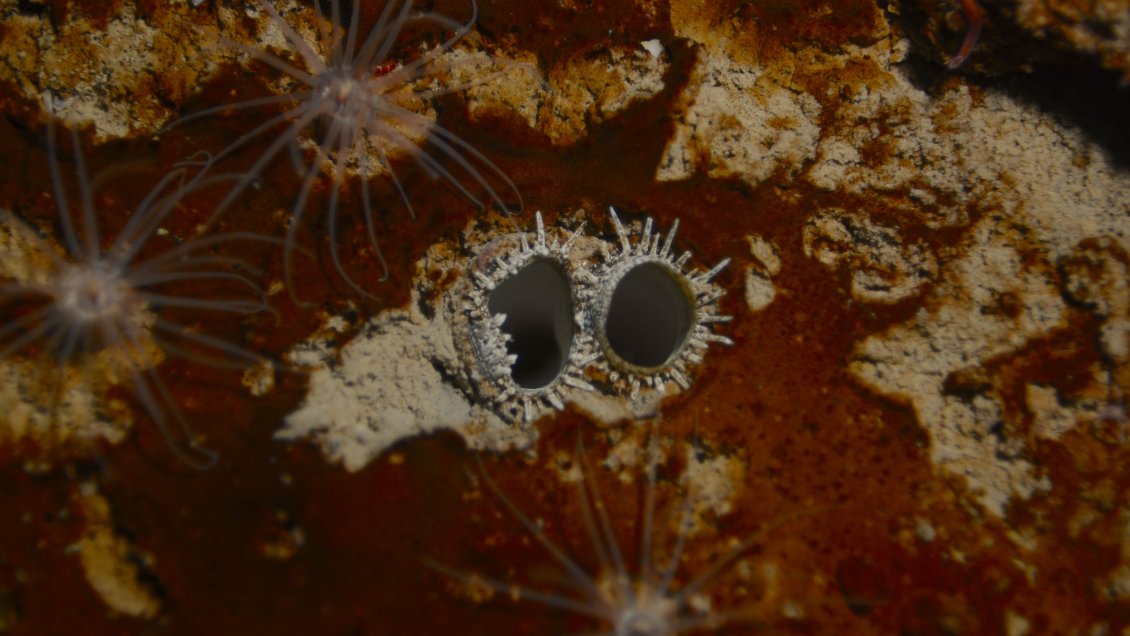 El rol clave de la almeja antártica para proteger el medio ambiente polar