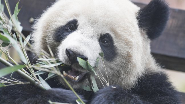 Aumenta la población de pandas gigantes que vive en libertad en China