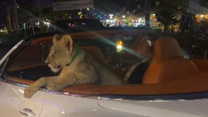   Sujetos pasearon a un león en un descapotable en Tailandia 