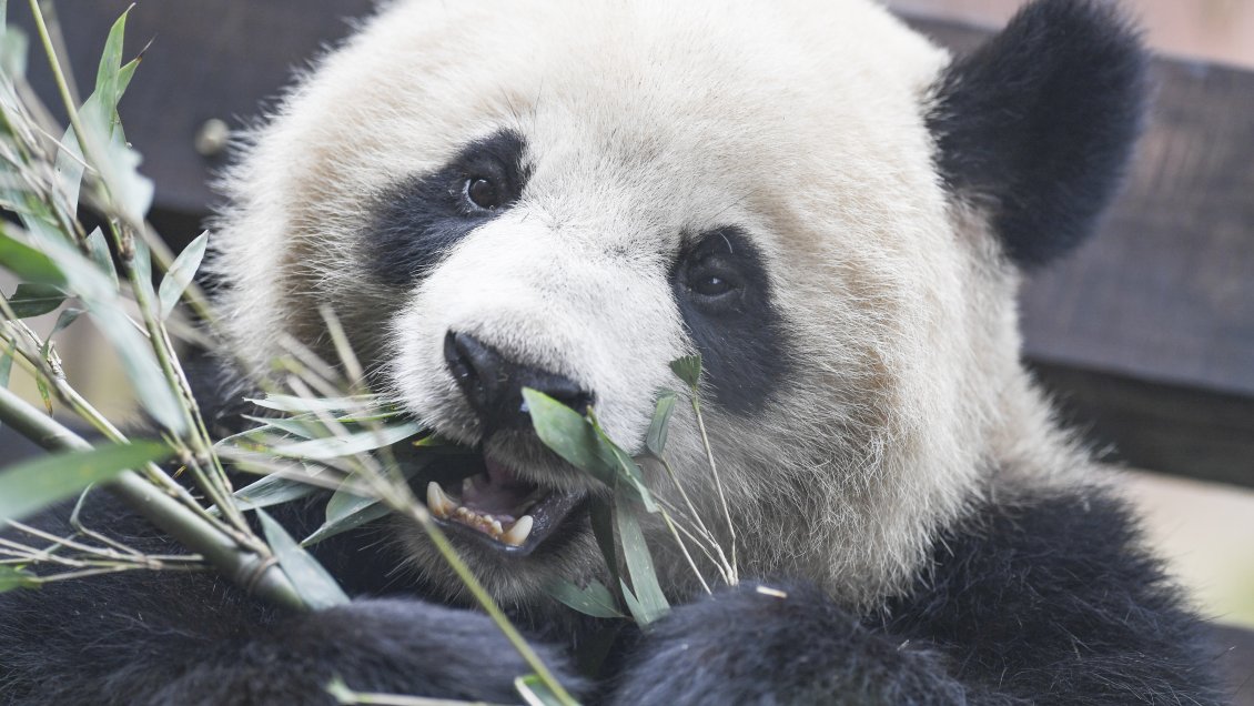 Aumenta la población de pandas gigantes que vive en libertad en China