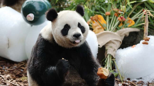 Cuatro años después descubren que popular panda es hembra y no macho
