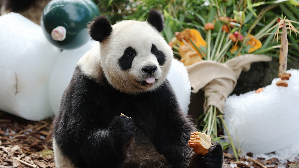 Cuatro años después descubren que popular panda es hembra y no macho