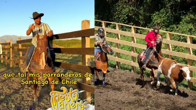  Tradición venezolana del coleo llegó a Chile y la acusan de maltrato animal  