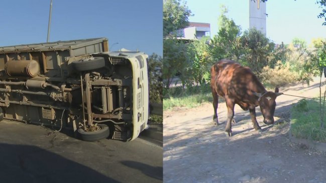 Camión robado en Región del Maule con 18 vacas volcó en Lo Espejo