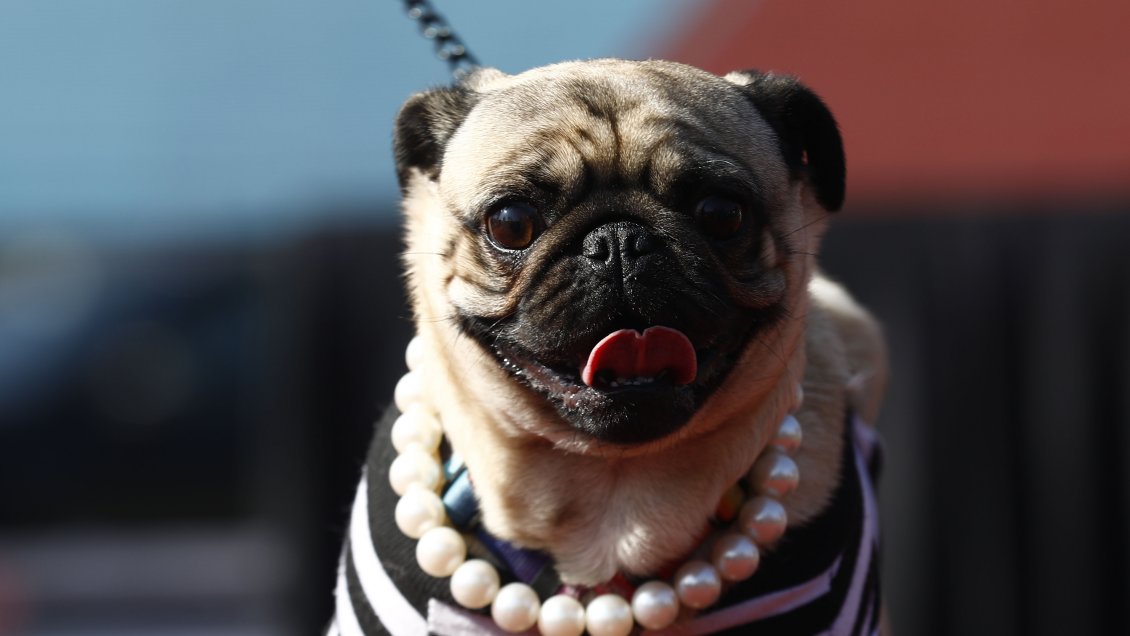 ¿Cuál es la esperanza de vida promedio de un perro?