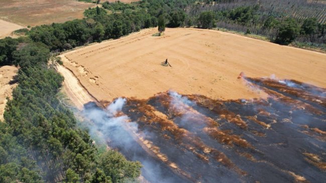 Denuncian intencionalidad en incendios que afectan a cosechas en La Araucanía