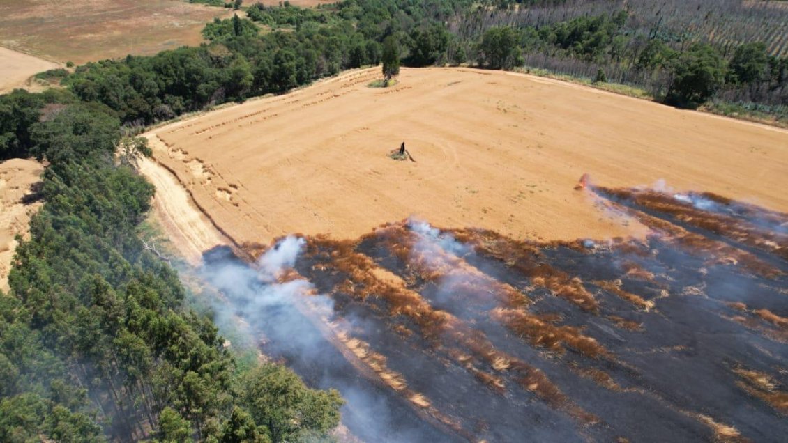 Denuncian intencionalidad en incendios que afectan a cosechas en La Araucanía