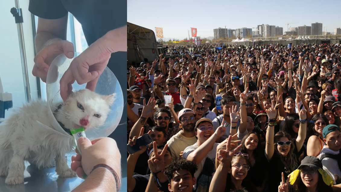 Lotus explicó polémica por rifa de entradas a Lollapalooza para gatita con cáncer