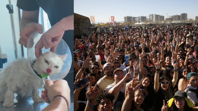 Lotus explicó polémica por rifa de entradas a Lollapalooza para gatita con cáncer