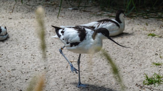 ONU: Más de la quinta parte de las especies migratorias corren peligro de extinción