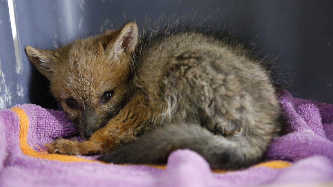 Minagri: Mitad de la fauna silvestre rescatada de los incendios ha muerto