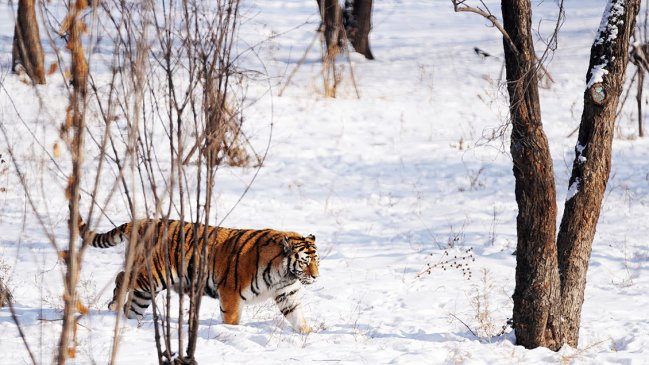 Detectan en China un tigre siberiano en peligro de extinción