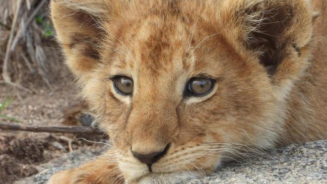 Detuvieron a mujer por criar cachorro de león en un cuarto de hotel en Tailandia