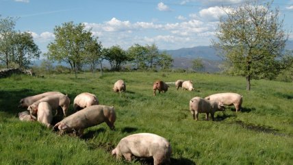  Piensa Circular: Pelo de cerdo podría ser utilizado para fabricar hormigón  