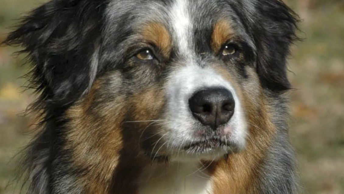 Niño de un año fue atacado por un perro en Ñuñoa