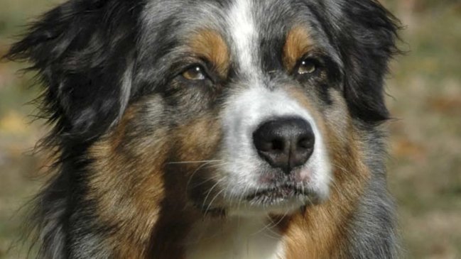 Niño de un año fue atacado por un perro en Ñuñoa