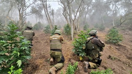   Carabineros decomisó casi 3.000 plantas de marihuana en Los Vilos 