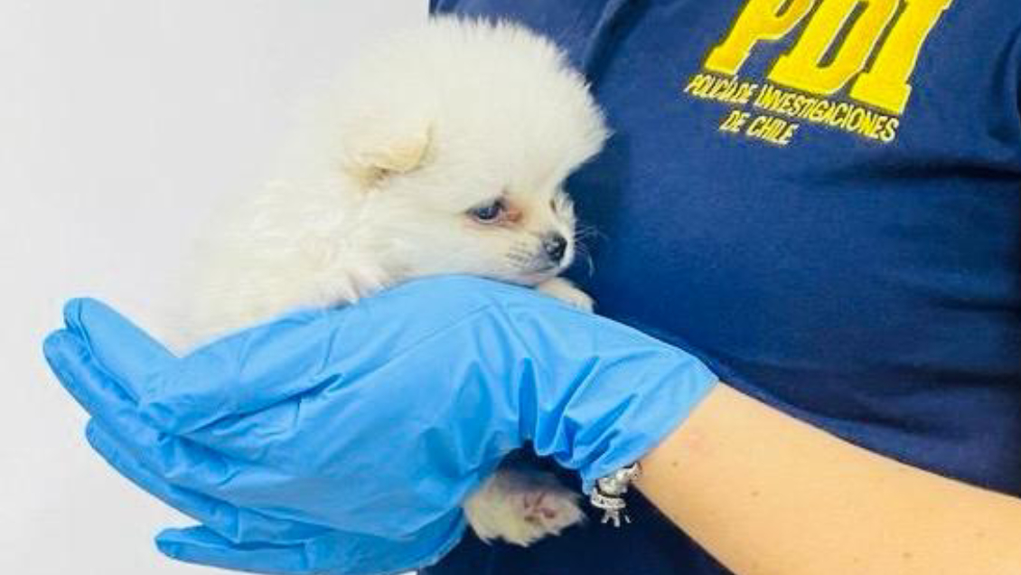 PDI rescató a cachorrito que ingresaba como contrabando por el paso Chacalluta