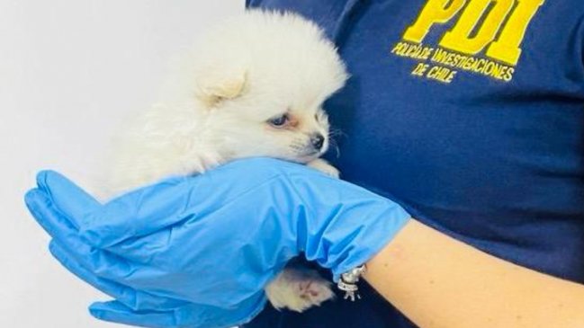 PDI rescató a cachorrito que ingresaba como contrabando por el paso Chacalluta