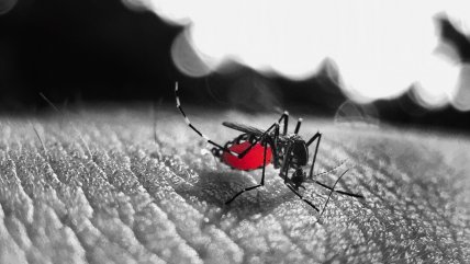 Dengue: Casi todas las regiones de Perú están bajo emergencia sanitaria  