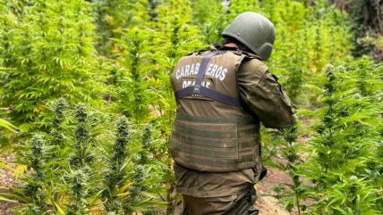   Descubren 6.800 plantas de marihuana en una quebrada de Pichilemu 
