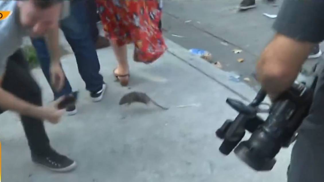 Ratón asustó a periodistas en pleno punto de prensa en Argentina