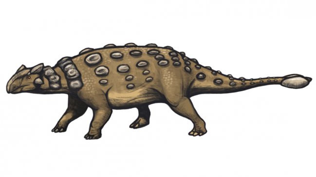 Paleontólogos descubren una nueva especie de anquilosaurio en China