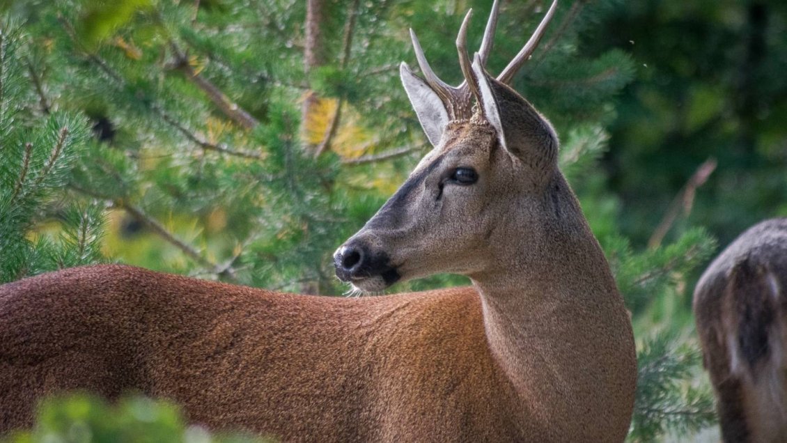 Hotel de Torres del Paine acogió llamado de DiCaprio para proteger huemules