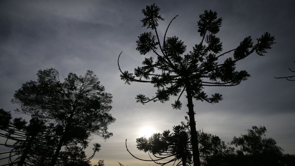 Incendio está destruyendo un bosque de araucarias milenarias en el Alto Biobío