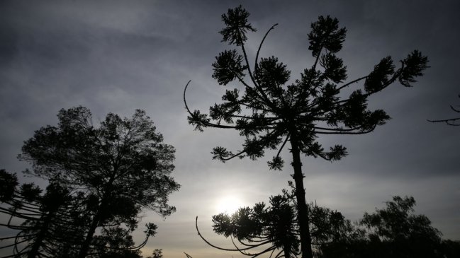 Incendio está destruyendo un bosque de araucarias milenarias en el Alto Biobío