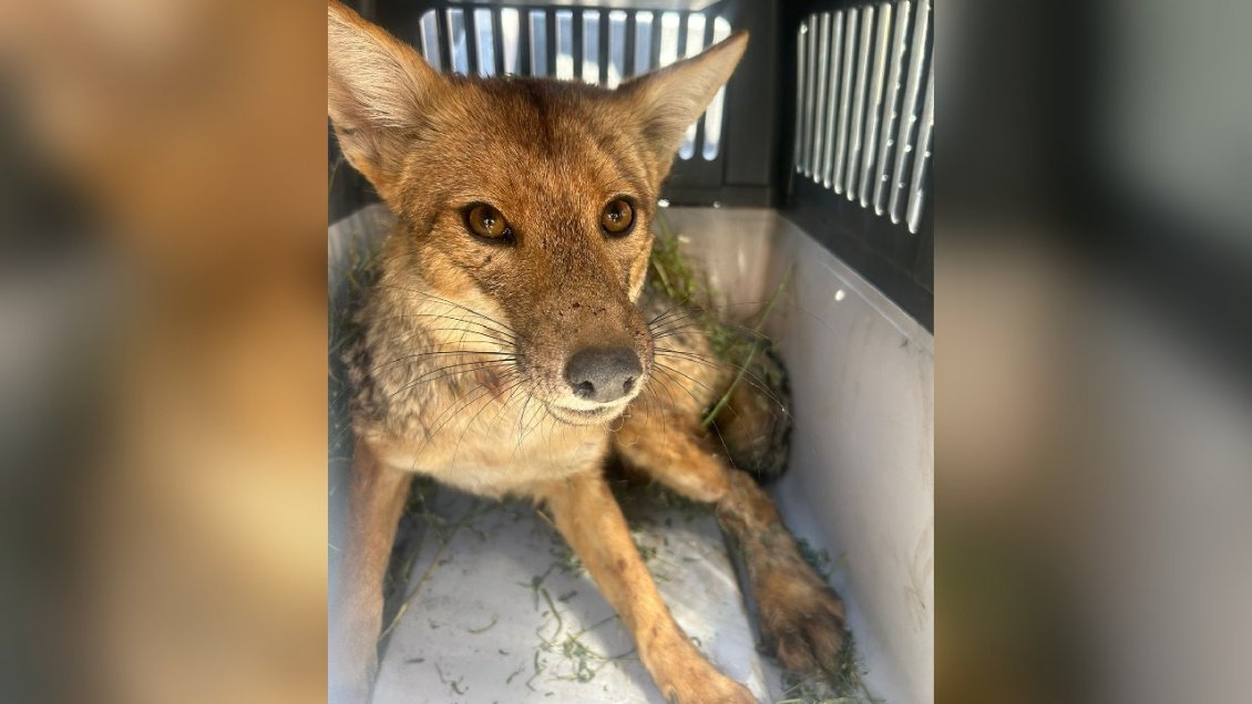 SAG rescató a zorrito culpeo herido cerca de colegio de Las Condes