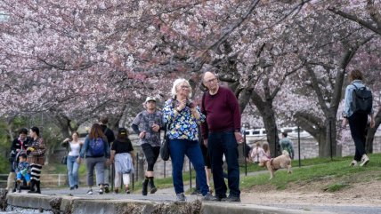   EEUU eliminará 140 cerezos para remodelar parque en Washington DC 