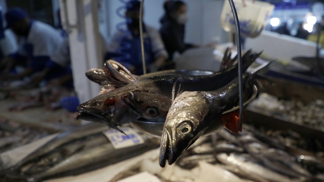 Los Lagos: Autoridades instalan mesa para fiscalizar mariscos previo a Semana Santa