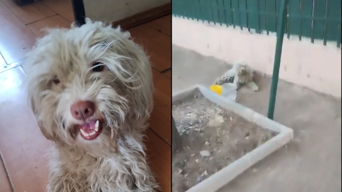 Mujer se reencuentra con su perrito perdido hace cinco años: 