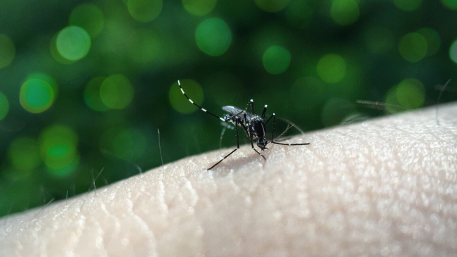  Declaran alerta amarilla para Arica ante la presencia del mosquito que transmite el dengue  