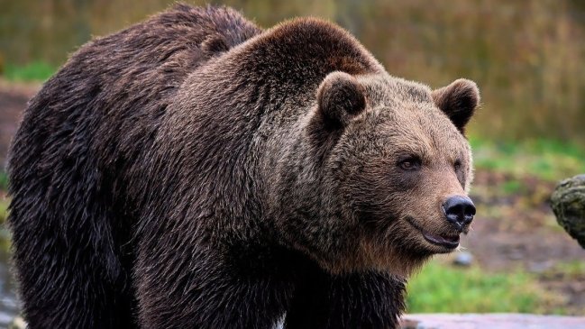   Decretan estado de emergencia en el norte de Eslovaquia por ataques de osos 