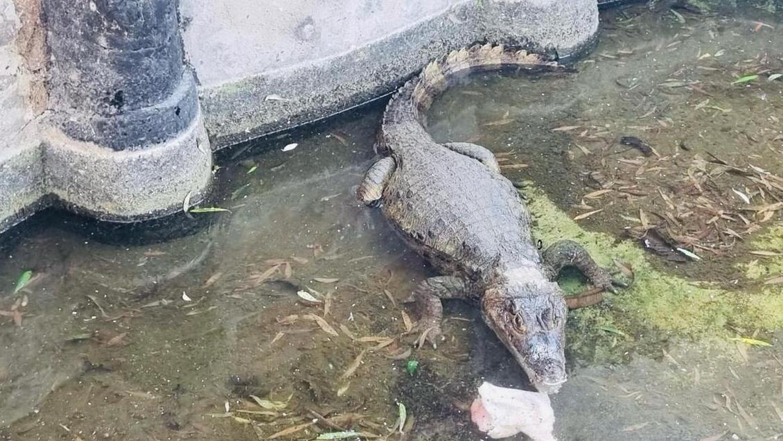 Arica: Detuvieron a dueño de yacaré por maltrato animal