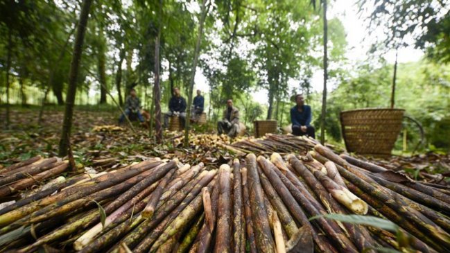 Expertos chinos destacan el potencial del bambú como alimento 