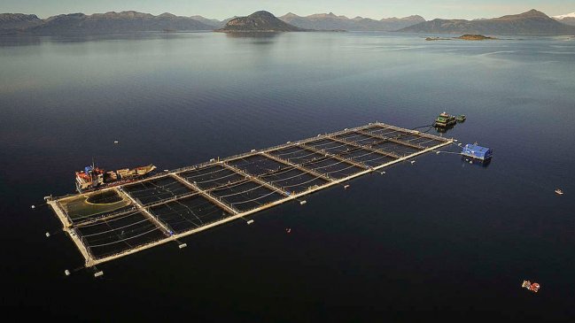 ONG ecologistas exigen al Gobierno implementar recomendación ONU para frenar la salmonicultura