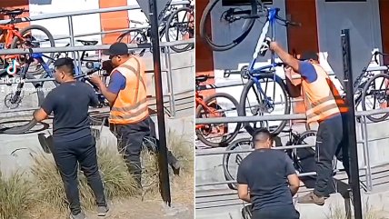   Con un caimán robaron bicicletas de estación Buin 