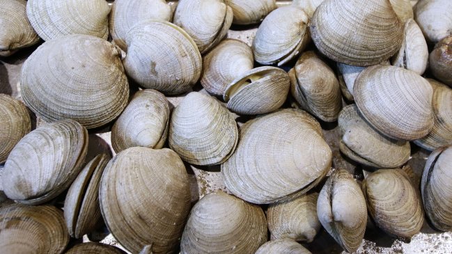 Salud incautó 150 mallas de almejas con veneno paralizante en Calbuco